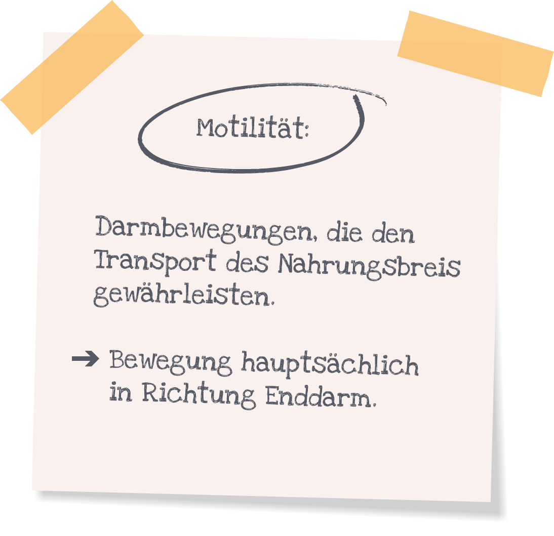 Post-It mit der folgenden Beschriftung: Motilität. Darmbewegung, die den Transport des Nahrungsbreis gewährleisten. Bewegung hauptsächlich in Richtung Enddarm.