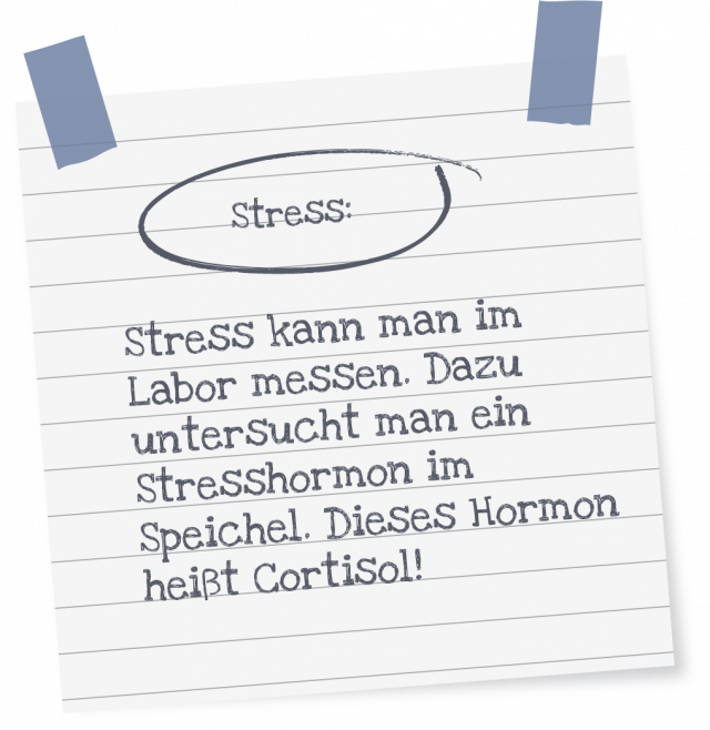 https://meine-bauchstelle.com/wp-content/uploads/cortisol-640x658.png