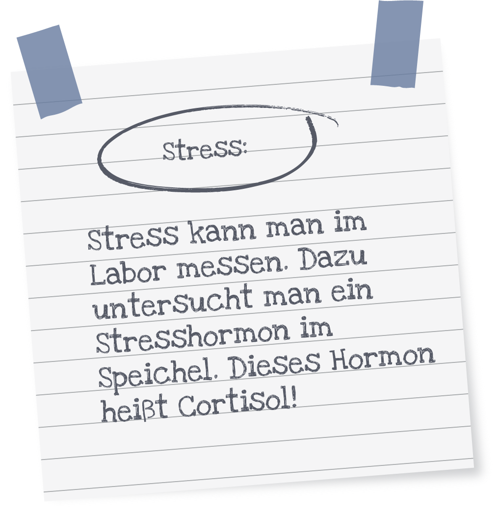 https://meine-bauchstelle.com/wp-content/uploads/cortisol.png
